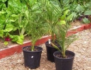 shapeimage_1-3 Three one year old, home-grown seedlings of Phoenix dactylifera ‘Medjool’;