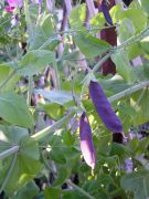 pea Dutch Purple Podded - 1 Dutch Purple Podded