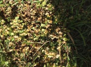Khaki weed, Alternanthera pungens. Image by Mark Wilson