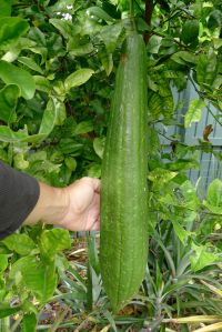 Luffa cylindrica best of the season