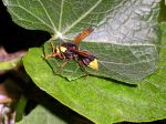 A new wasp 20mm long touches down on the choke possibly Abispa splendida?