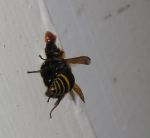 Resin wasp Species 3: nest building in window frame, January 2004