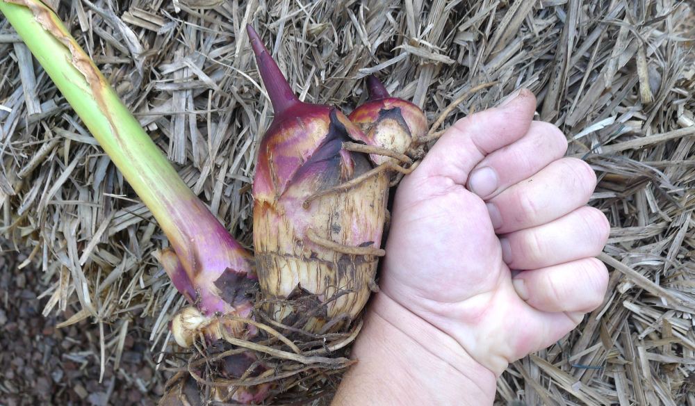 Queensland Arrowroot, Canna edulis