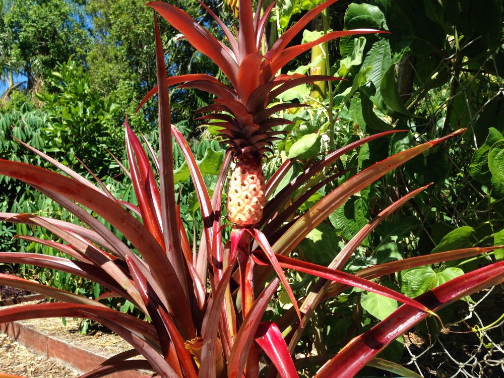 terrestrial bromeliads don't harbour mosquitoes