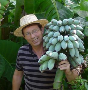 Real life is never portrayed on the glossy front cover of a gardening magazine. With versatile Java Blue bananas.