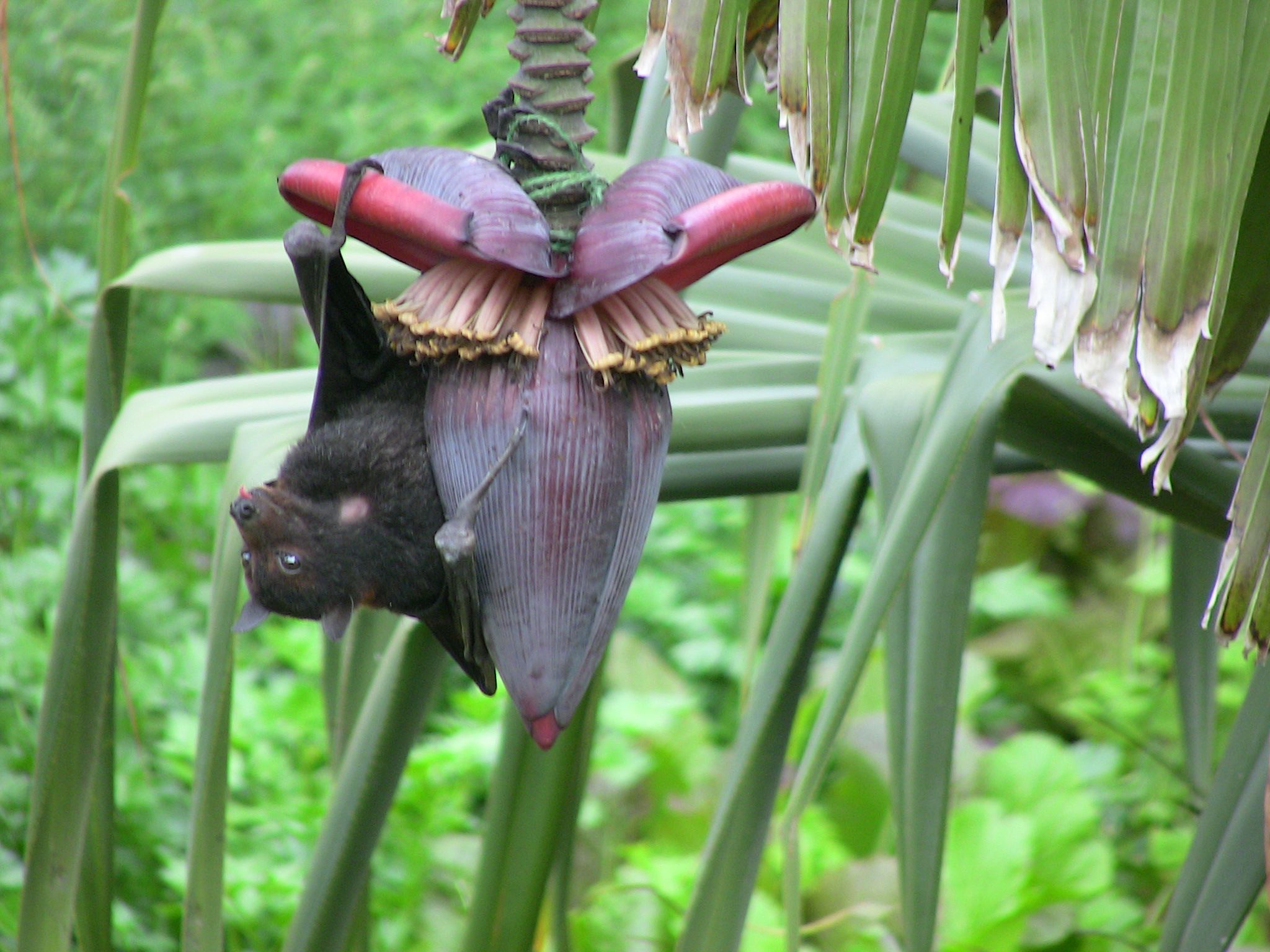 Queensland's Flying Foxes Are Starving – Again – Jerry Coleby-Williams