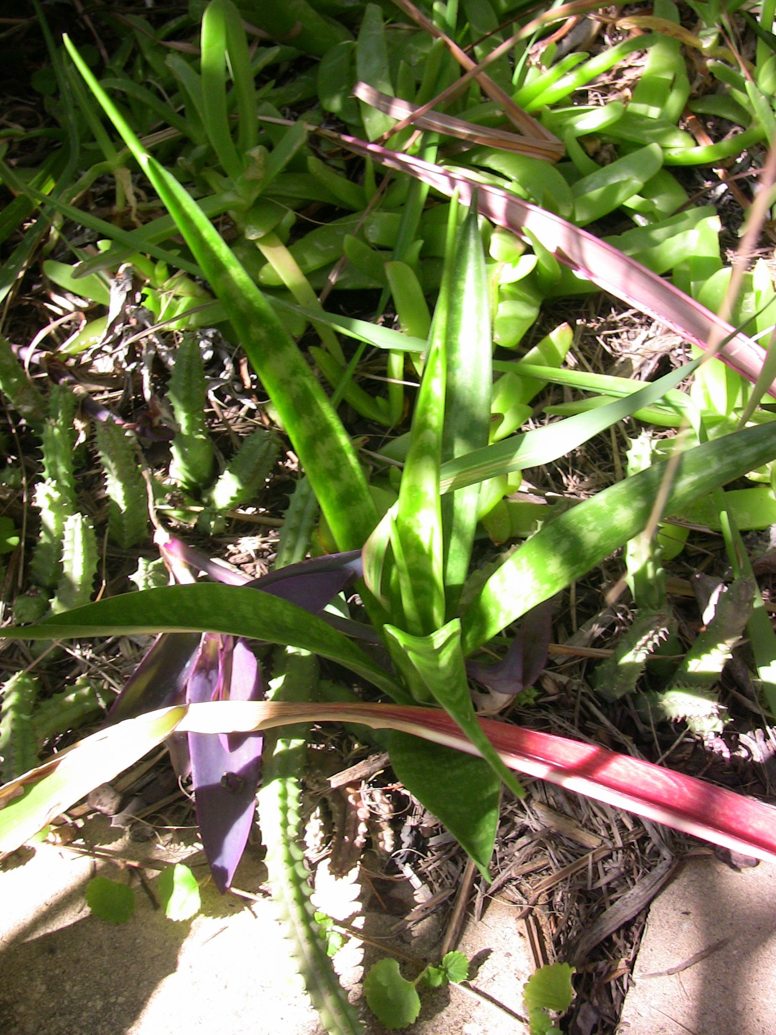 Seeking Sansevierias  Jerry Coleby-Williams
