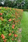 One of the finest Ixora hedges I have seen