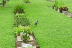 Indian Masked Crow, Corvus splendens