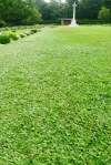 Commonwealth war graves have meticulously maintained turf. This is carpet grass, Axonopus compressus
