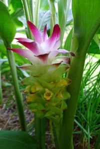 Turmeric, Curcuma longa