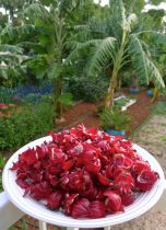 Rosella, Hibiscus sabdariffa