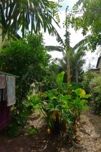 Moisture loving crops, like cocoyam and banana, are grown where subsoil water flows to the south side of the property. This helps drought-proof staple crops.