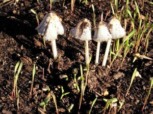 oil comes to life: Coprinus disseminatus and...