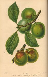 Greengage, Prunus domestica ssp. italica 'Reine Claude de Bavay' & 'McLaughlin'