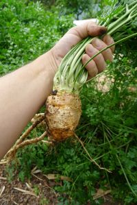 Hamburg parsley harvest 05 Hamburg parsley harvest