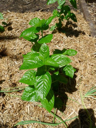 Jute (Egyptian spinach) Corchorus olitorius