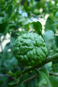 1 Kaffir lime fruit, Citrus hystrix