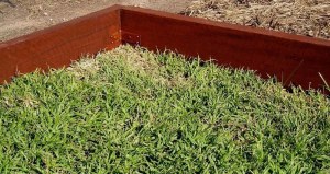 lawn_edge The lawn has a high (150mm) sealed border to stop heavy downpours running straight off. Stormwater gets held and has more chance to soak in.
