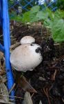 Mushrooms from spent compost