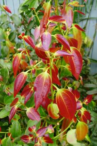 New foliage on Cinnamon, Cinnamomum verum
