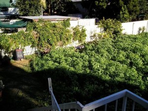 Final Green Manure June ‘04