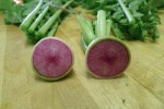 Radish, Raphanus sativus ‘Watermelon’