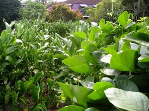 Arrowroot screening Feb ‘06