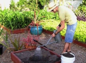 Damo Planting a drought resistant pandanus