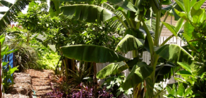 shapeimage_1 Banana ‘Blue Java’ growing in Wynnum without the aid of chemical fertilisers, poisons or paramilitary organisations...