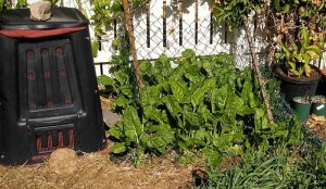 Test crop of silverbeet to find if toxic heavy metals present - a former owner kept car bodies here. This gave us the green light to plant other bioaccumulating crops.