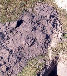 The silty, sandy topsoil 0 - 200mm deep