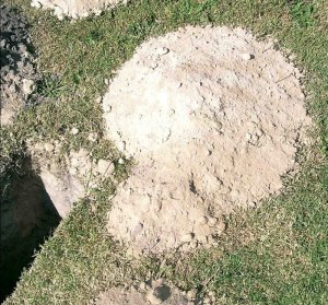 800 - 1000mm deep bleached & with podsol