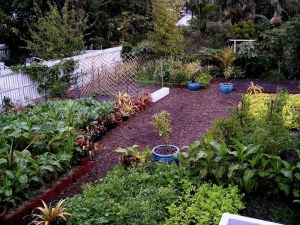 Vegetable garden complete, traffic areas mulched. Aug ‘05