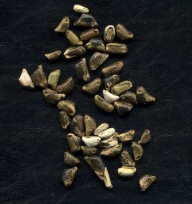 Corn Seed.  Food for people or ‘agrifuel’ for energy guzzlers?