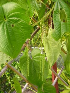 aerial potato or yam Dioscorea bulbifera