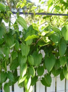 winged yam Dioscorea alata with Mantis