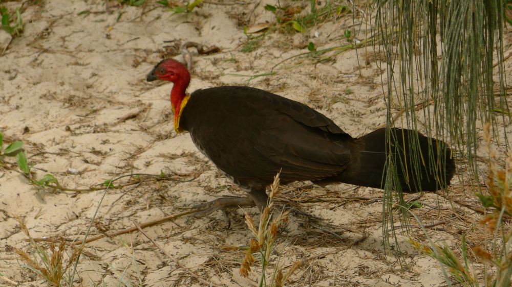 Australian Scrub Turkey, (Alectura lathami)