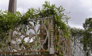 Monkey vine growing at Toowong cemetery, Brisbane