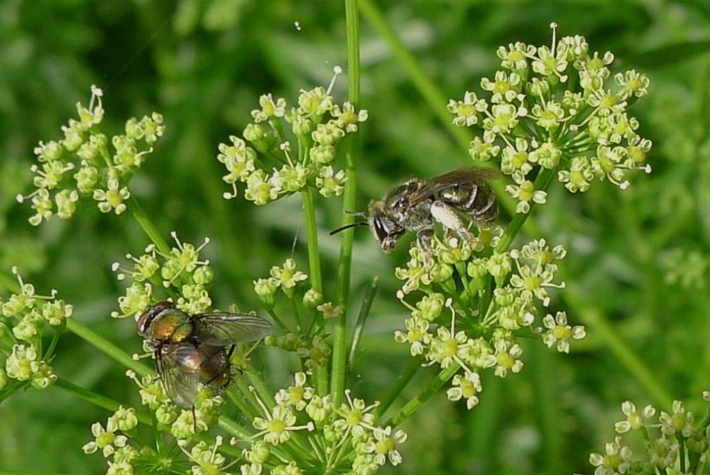 Species 459, Halictid bee, Austronomia flavoviridis
