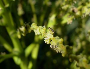 Species 500, Homalictus dampieri on Hyophorbe lagenicaulis. The 24th bee species recorded and 500th animal species recorded at Bellis.