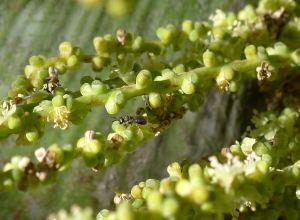 Species 500, Homalictus dampieri on Hyophorbe lagenicaulis. The 24th bee species recorded and 500th animal species recorded at Bellis.