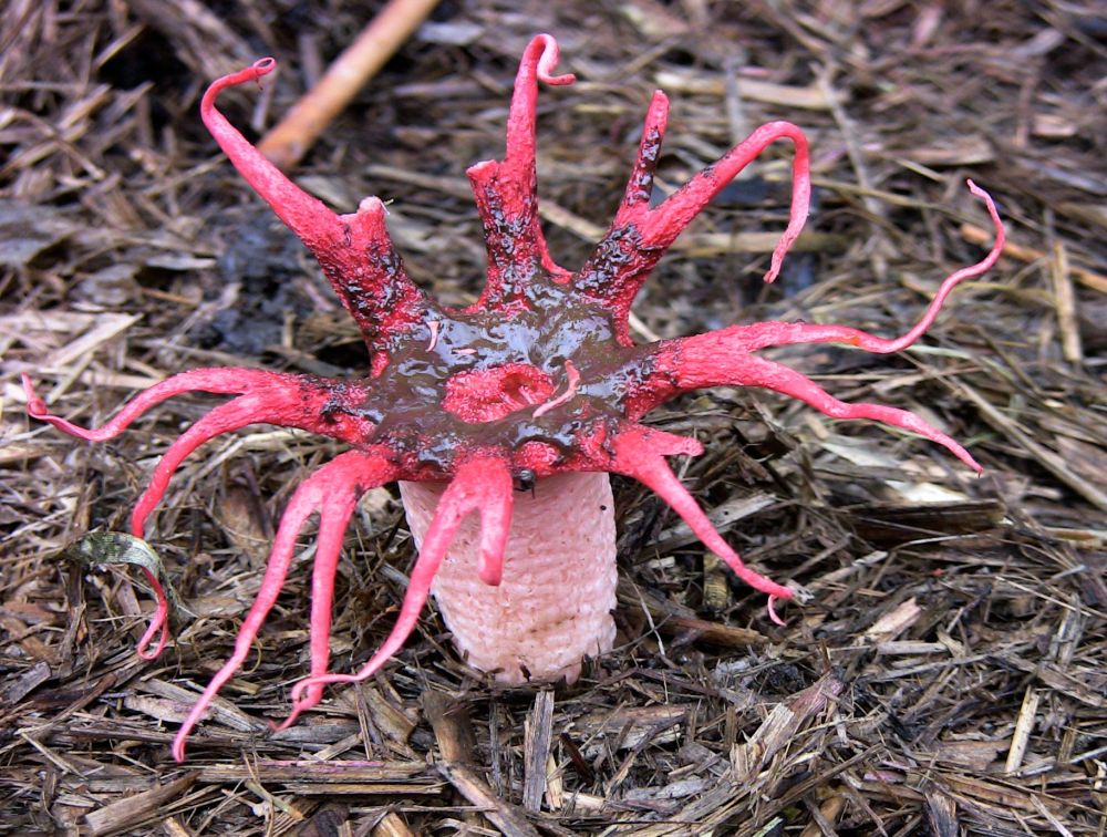 Starfish fungus, Aseroe rubra