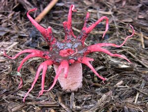 Starfish fungus, Aseroe rubra