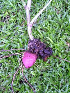 winged yam Dioscorea alata