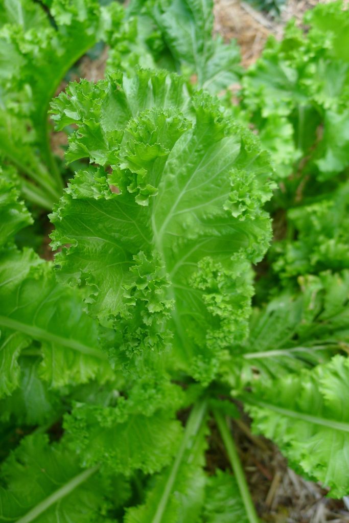 My own cultivar of Dai Gai Choi - 'Wynnum Imperial'