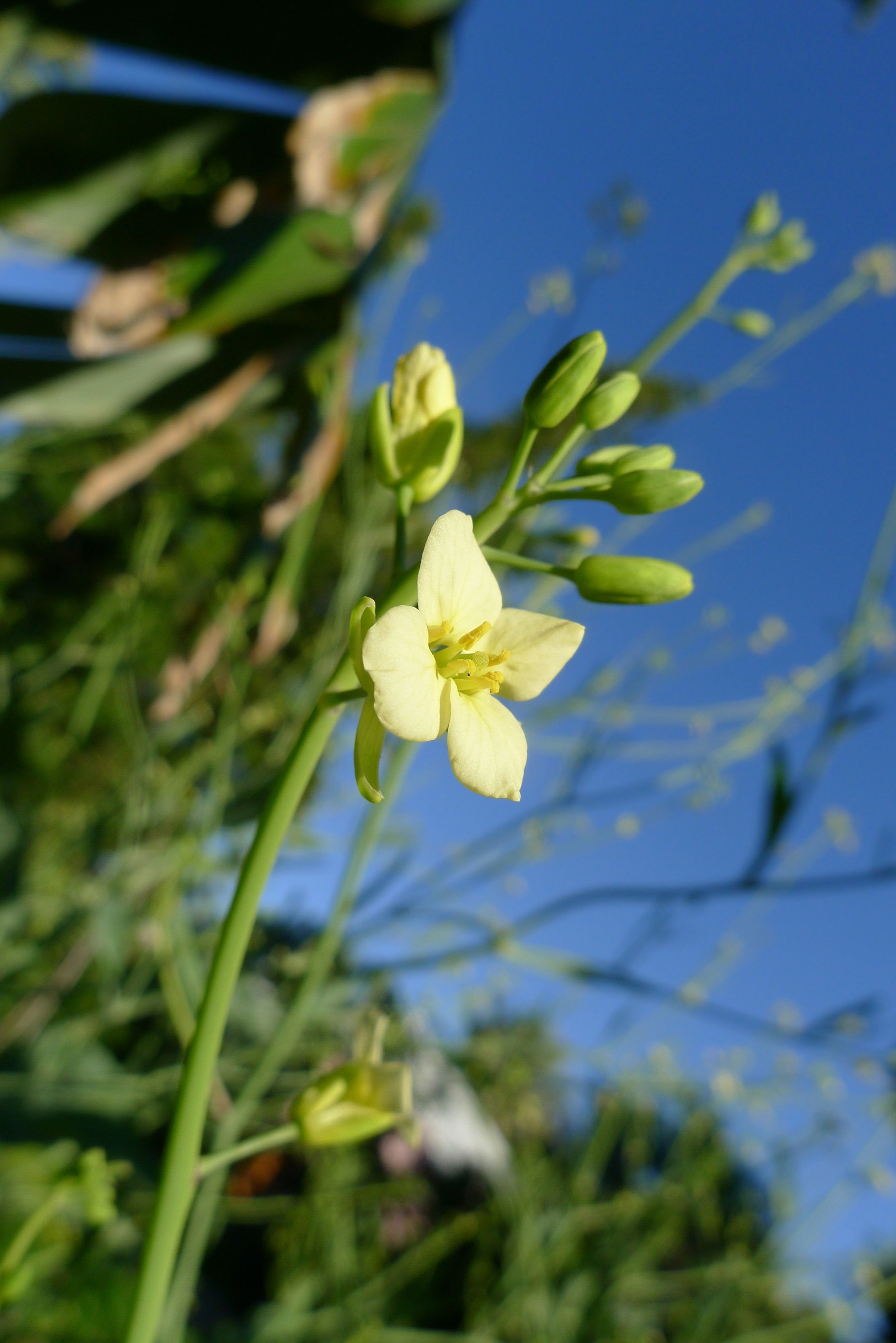 ashwagandha plant photo Ashwaganda Seeds