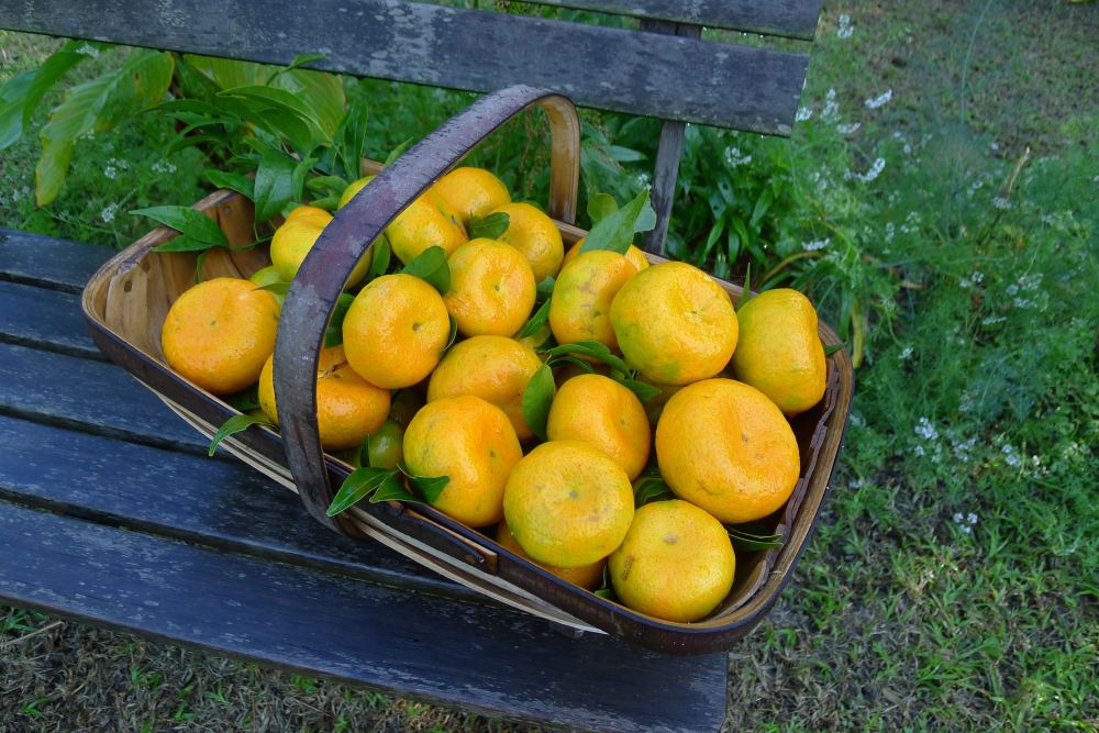 Mandarin, Citrus reticulata 'Parramatta Sweets'