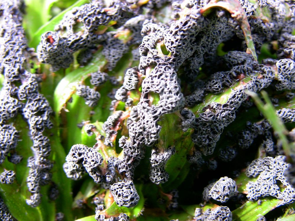 The slime mould Physarum gyrosum on my lawn in summer