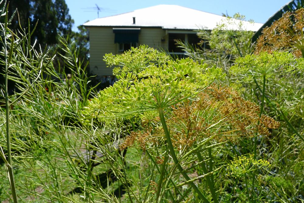 October in subtropical Brisbane: seed production in full swing